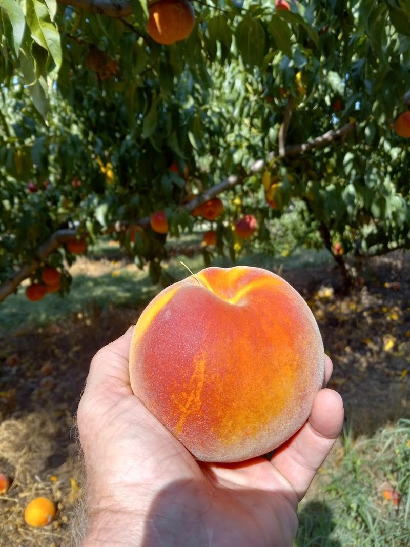 A World Record Peach That Put Crozet on the Map