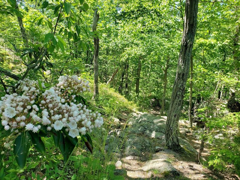 Abram S. Hewitt State Forest (Bearfort Mountain Trailhead)