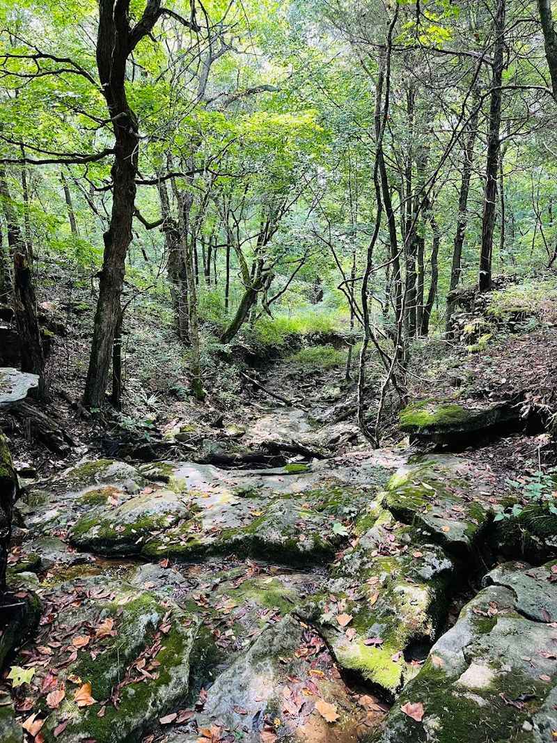 A Secret Ecosystem Hidden Inside the Gulf's Walls