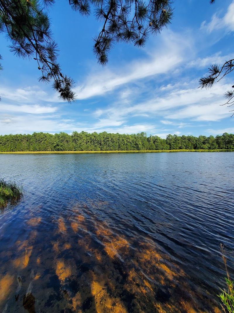 Wharton State Forest: The Massive Backyard You Never Knew Existed
