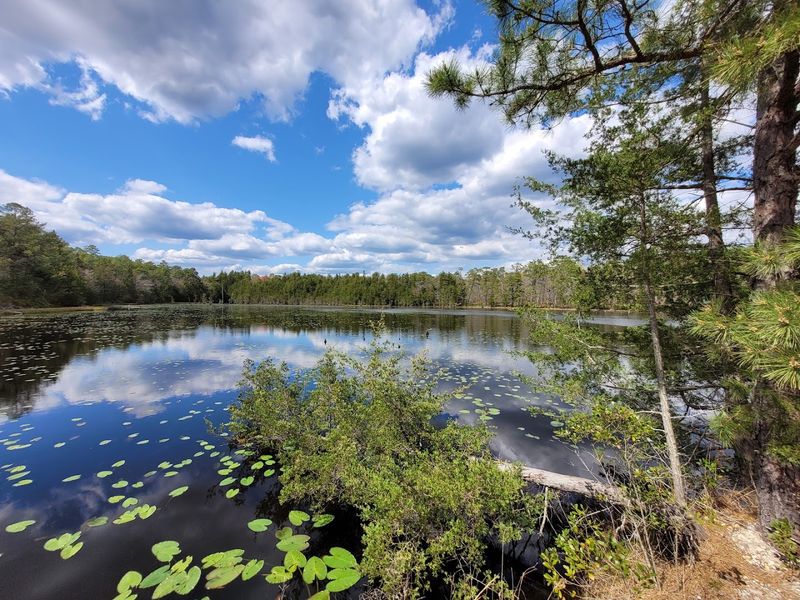 Wells Mills County Park and the Pinelands Table