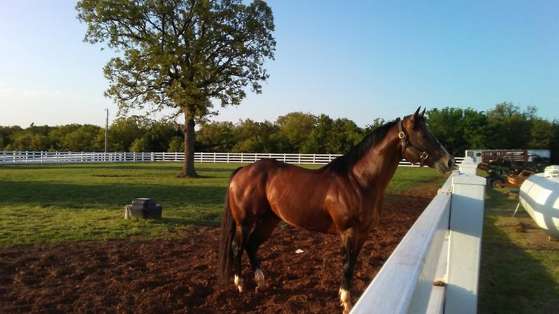 The Quarter Horse Breeding Program Sets This Place Apart