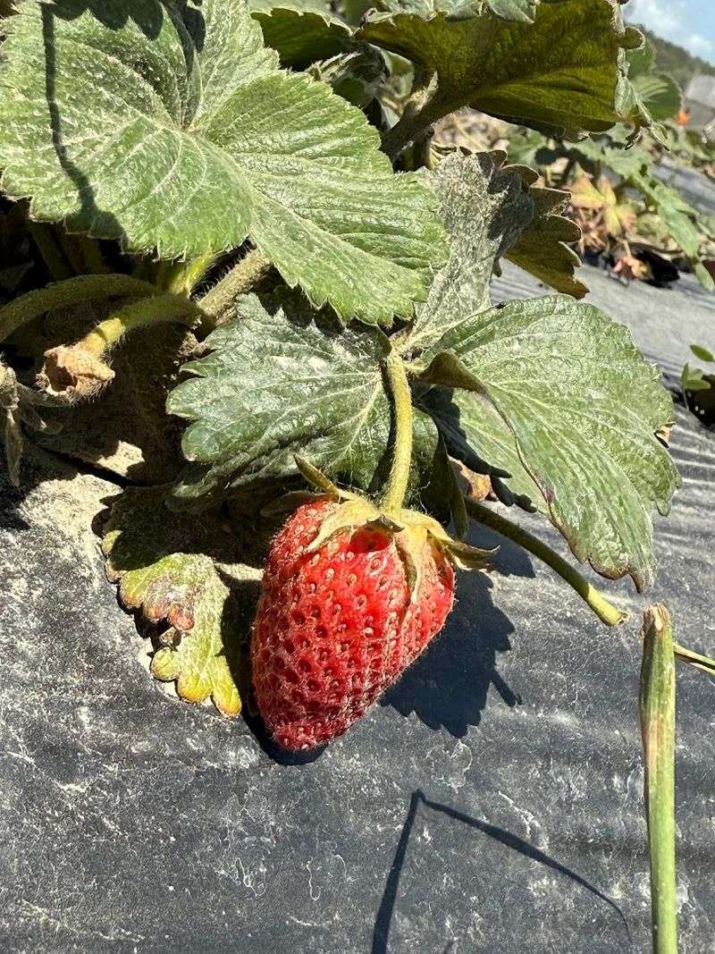 The Walking Dead Encounters You Cannot Prepare For