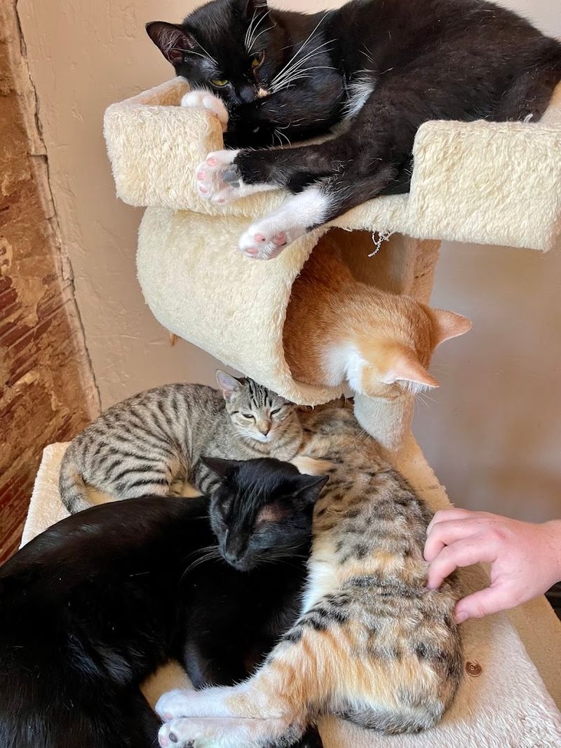 Why Animal Lovers End Up Wanting More Time Here