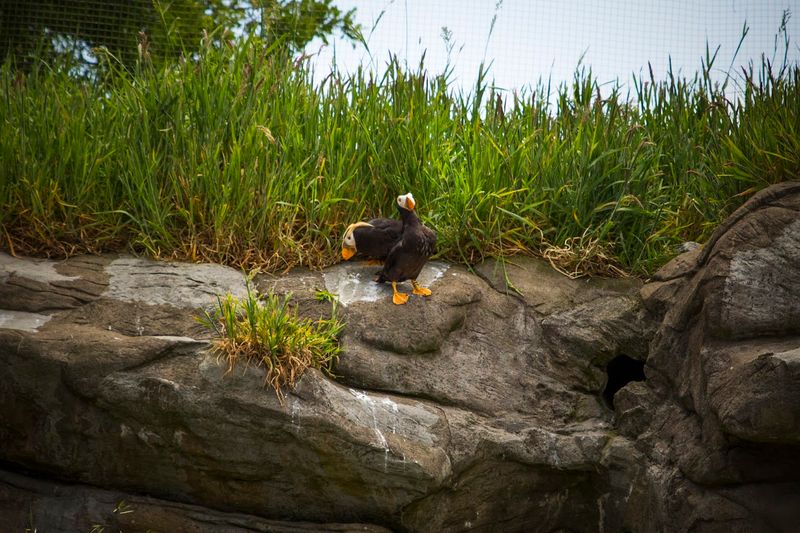 Wildlife Encounters Along Every Path