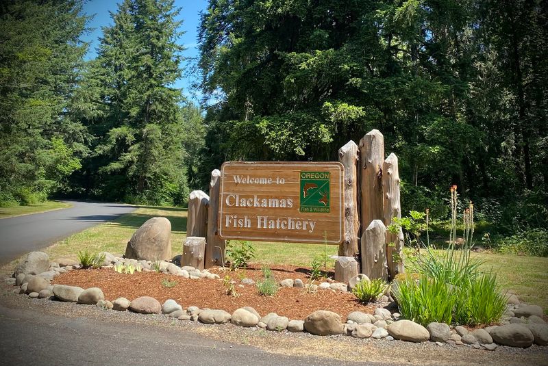 The Fish Hatchery Adds a Surprisingly Cool Layer