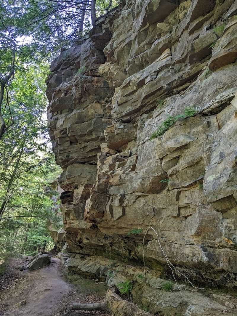 Rare Eastern Hemlock Trees Found Almost Nowhere Else in Indiana