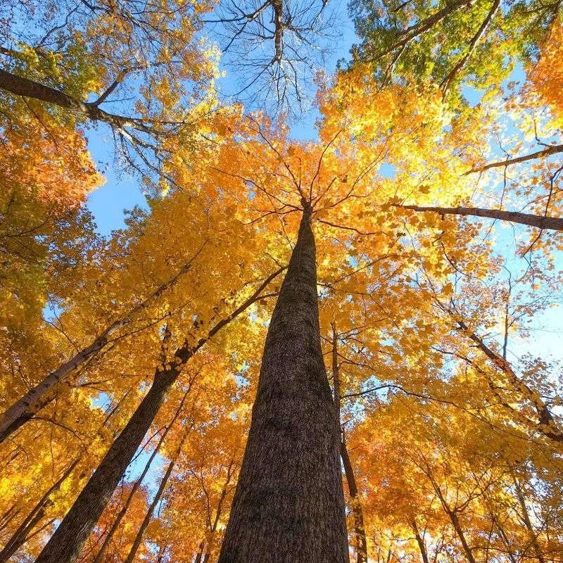 Diverse Hardwood Forests That Change With Every Season