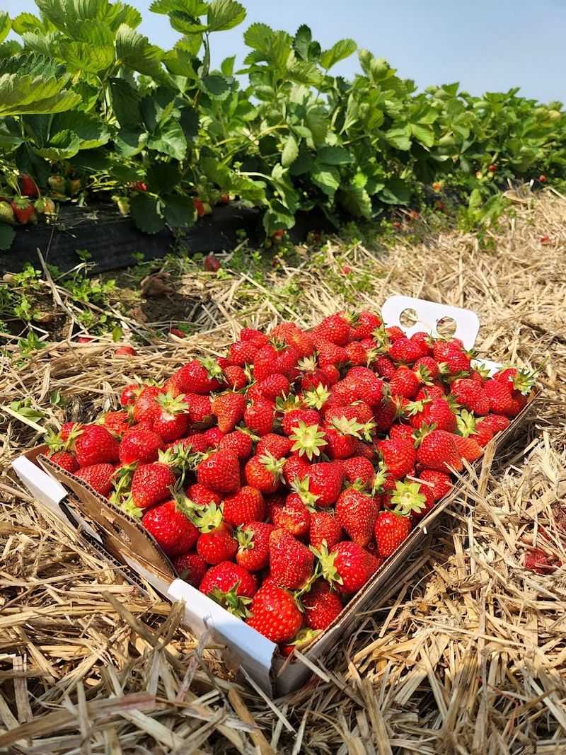 Duffield's Farm Market, New Jersey