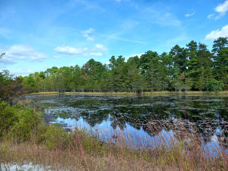 Brendan T. Byrne State Forest