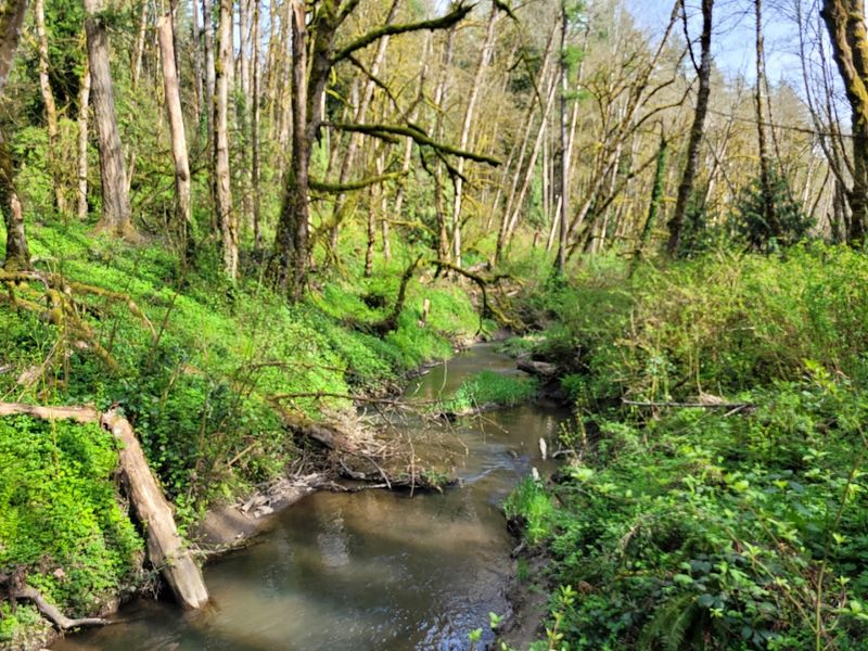 Tryon Creek State Natural Area, Portland, Oregon