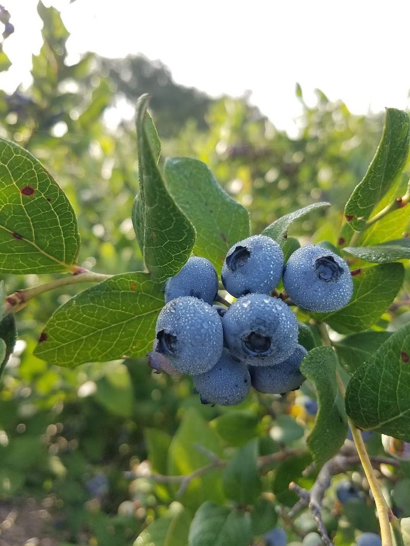 Organic Berries You Can Eat Straight Off The Bush