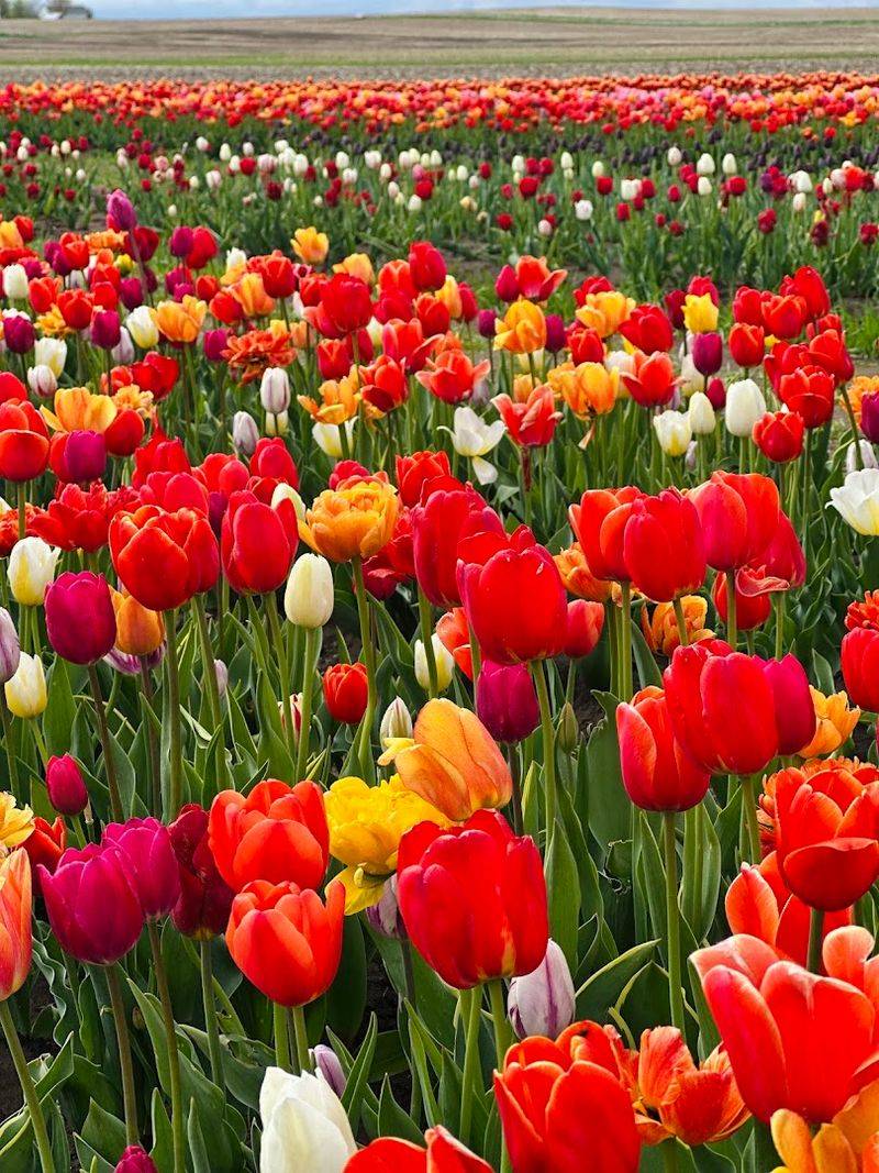 You-Pick Versus Just Viewing, What To Decide First