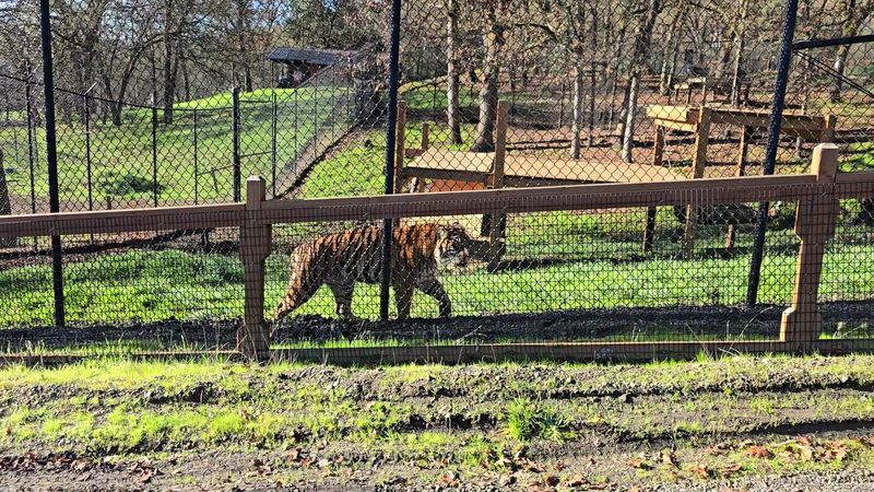 Lions, Tigers, and Big Cat Feeding