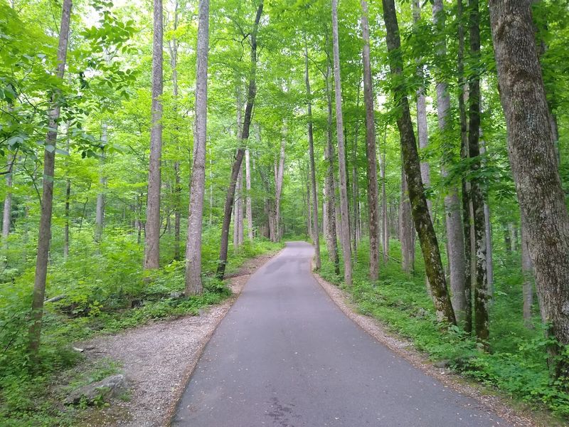 Roaring Fork Motor Nature Trail Pull-Offs