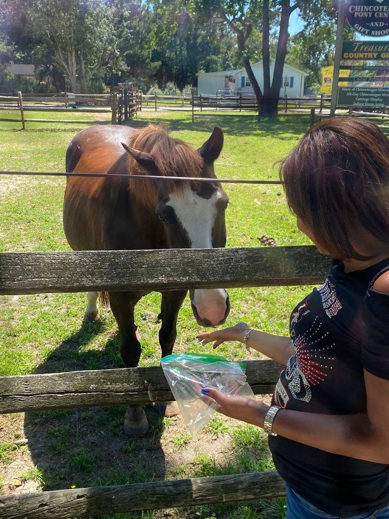 Feeding the Animals Like a True Island Local