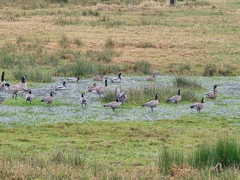 Birdwatching and Other Wildlife at Dean Creek