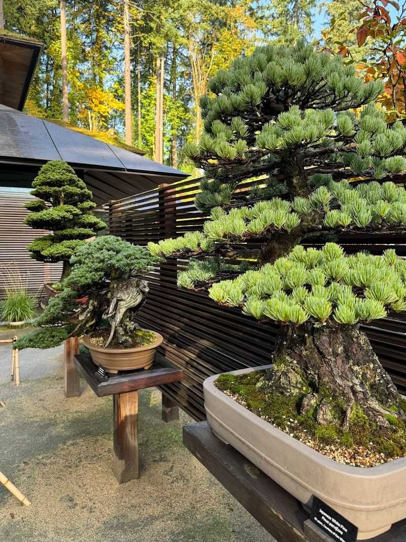 The Bonsai Collection and Cultural Exhibits