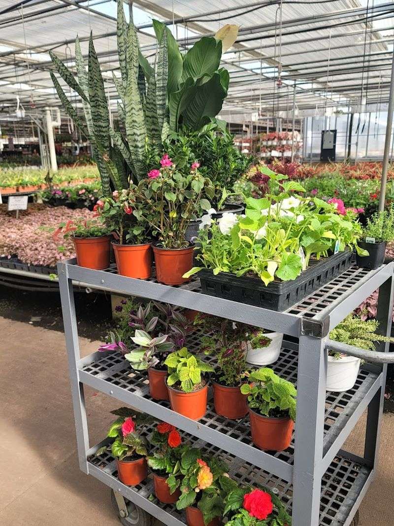 The Plant Variety That Puts Big Box Stores to Shame