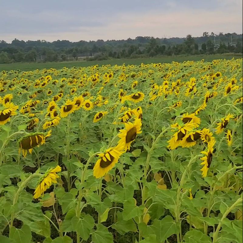 Live Entertainment and Festival Atmosphere
