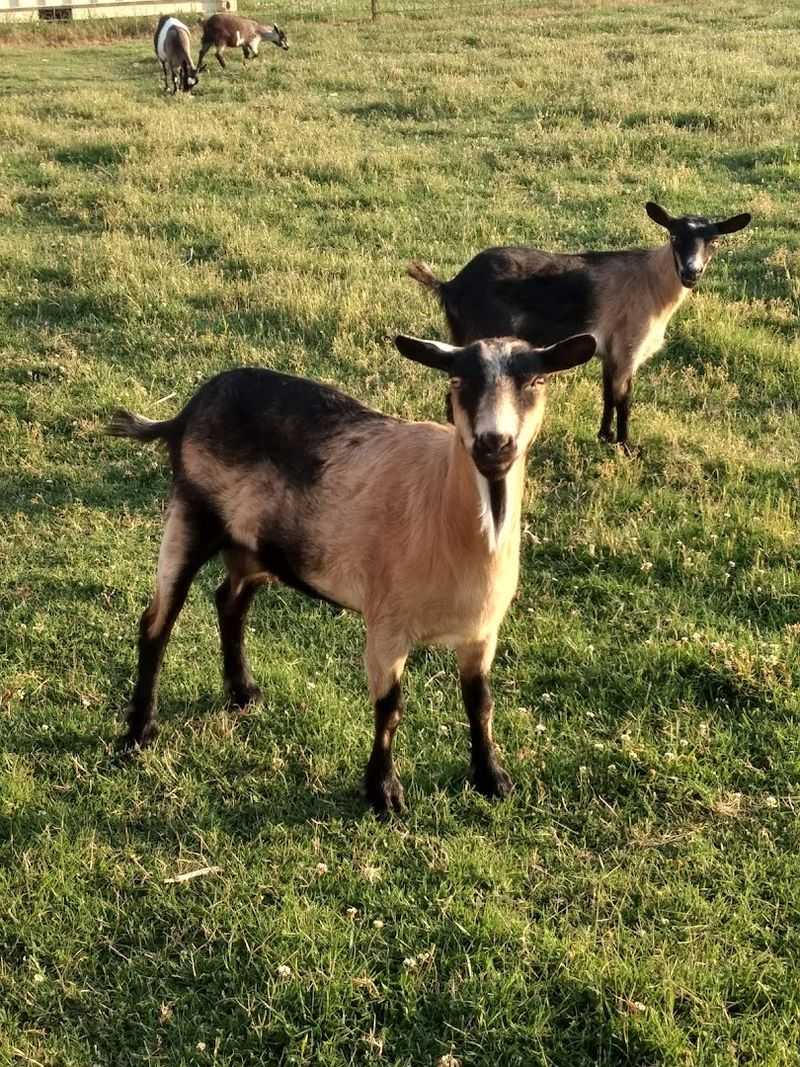 Animals On The Property Add A Whole New Layer