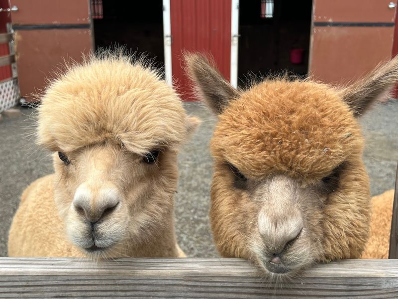 Alpaca Walks by Reservation