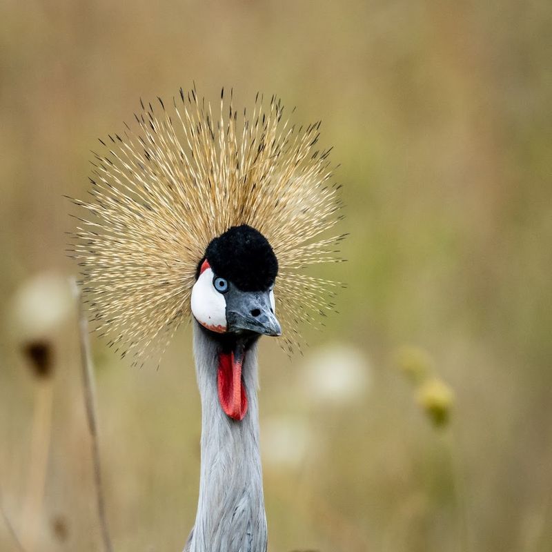 The Aviary and Bird Feeding Experience
