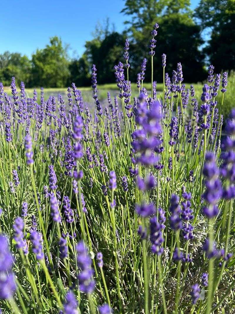 Allaire Lavender Farm