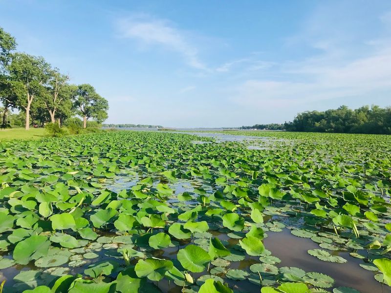 Lotus Blooms and Water Lilies: Nature's Own Decor