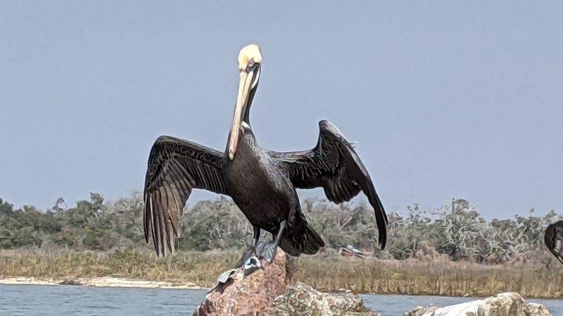 Wildlife Encounters Around Every Corner