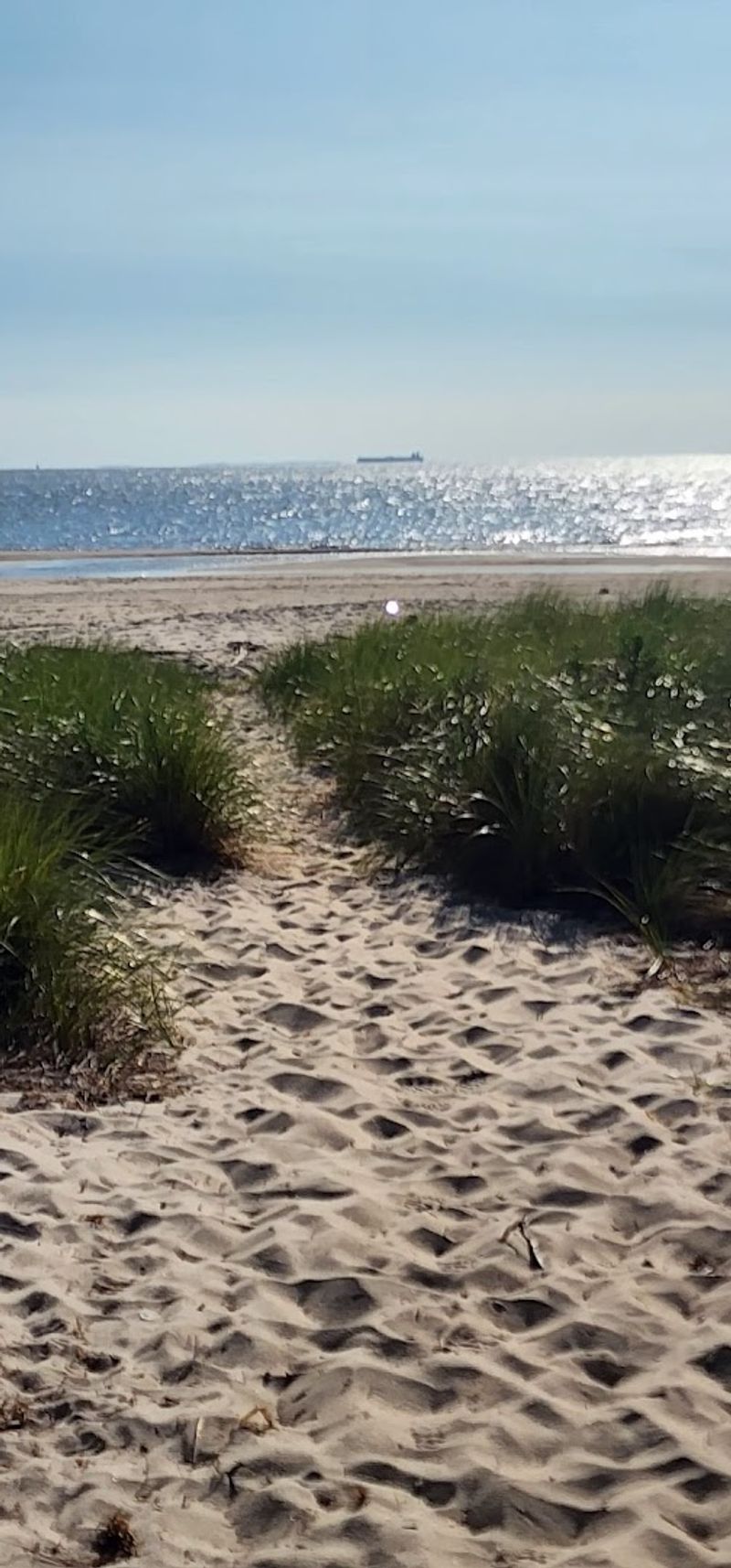 The Bayshore Art Scene Rooted in Nature