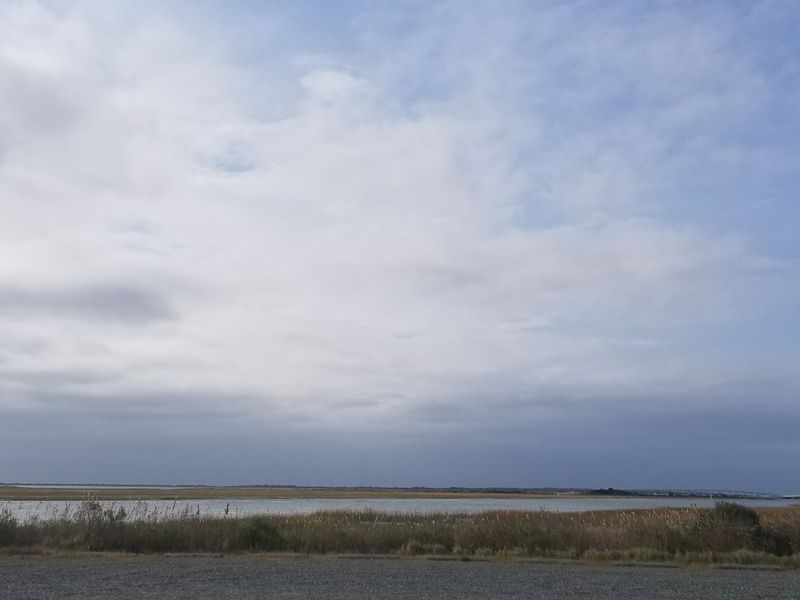 Monarch Butterflies and the Fall Migration Convergence