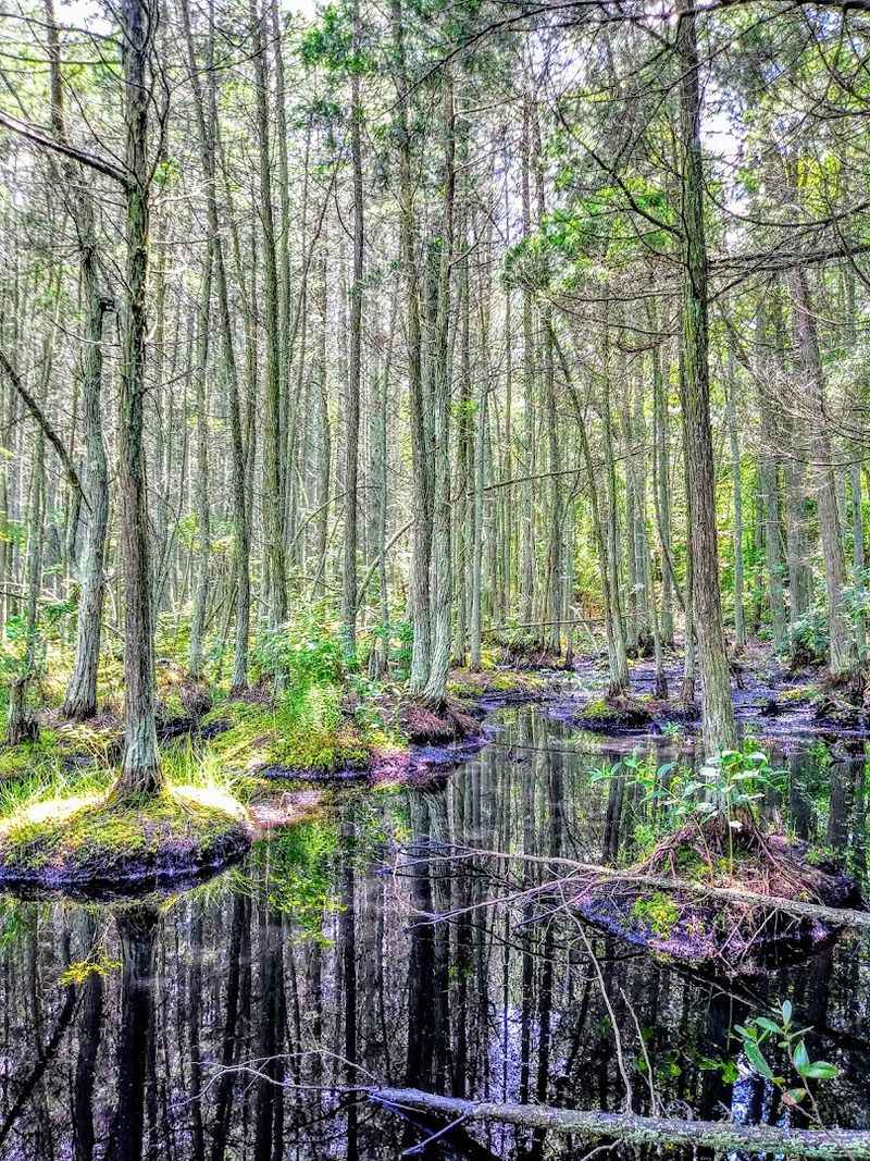 The Cedar Bogs That Feel Like Another World