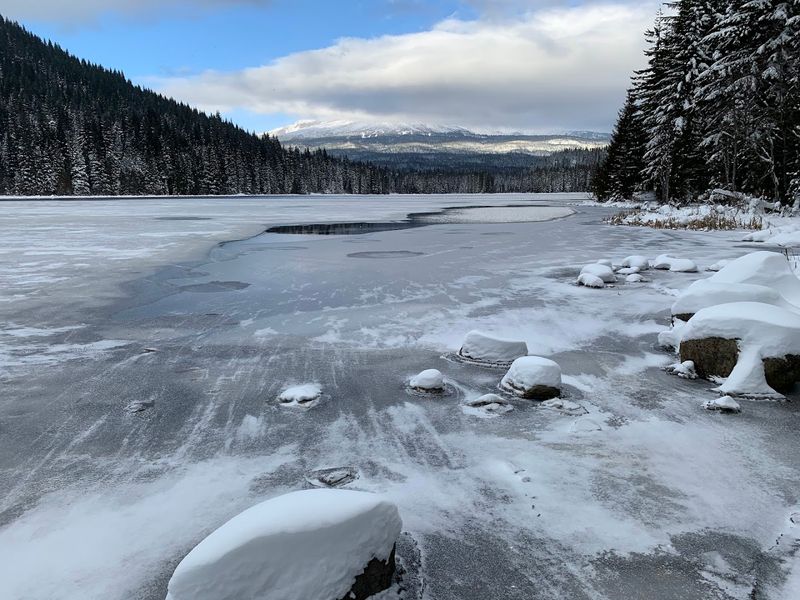 Winter Magic: Snow-Covered Trees and Frozen Serenity