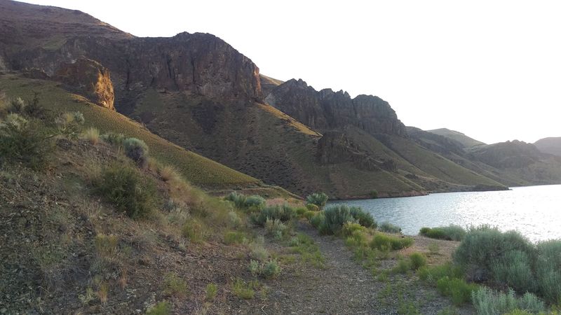 Wild Horses and Wildlife Along the Shoreline