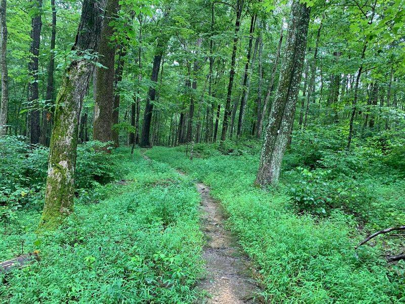 Rich Biodiversity and Wildlife Encounters