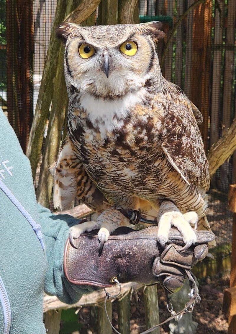 The Individual Stories Behind Every Bird