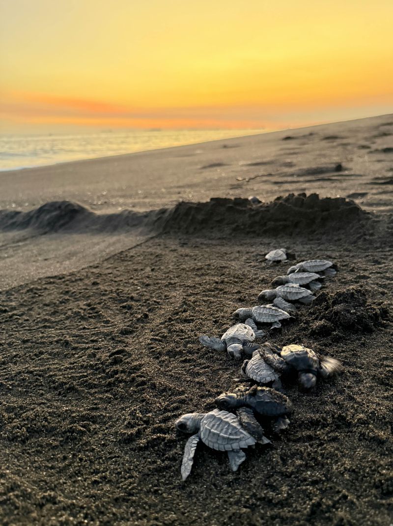 Why Some Florida Beaches Look Darker After Sunset