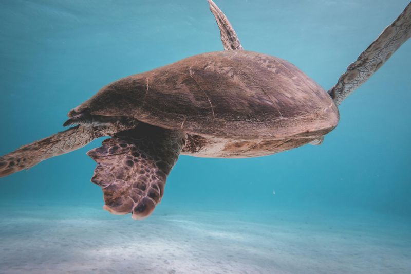 What Counts As Disturbing A Sea Turtle