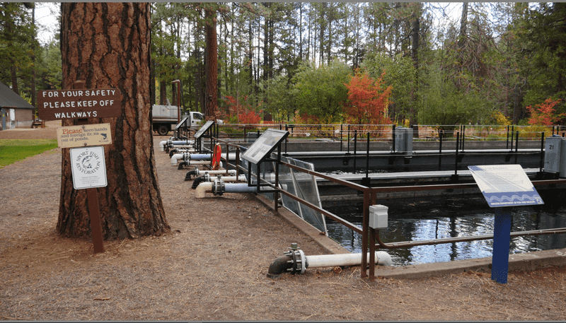 Wizard Falls Fish Hatchery: More Interesting Than You Expect