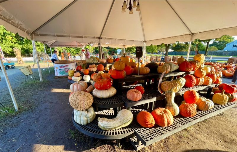 Village of the Dead and Wicked Wedding Vows