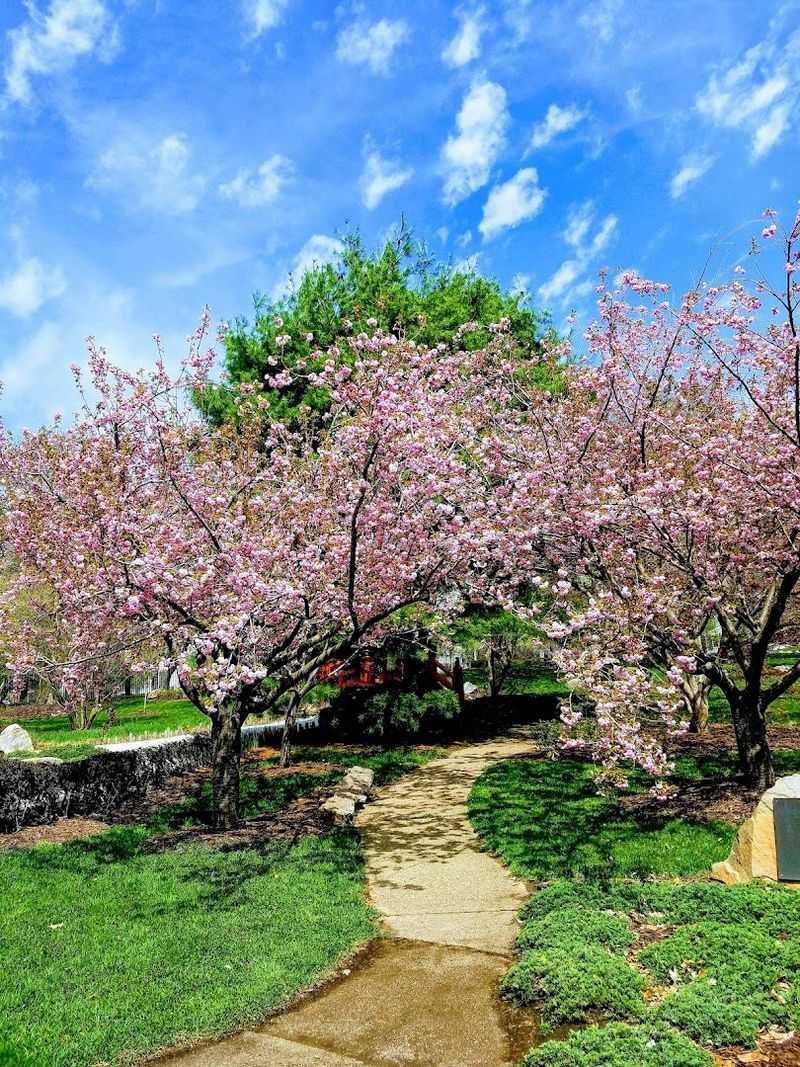 Kanzan Cherry Blossoms That Stop You in Your Tracks