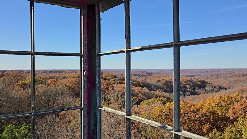 Fall Foliage That Turns the Forest Into a Living Painting