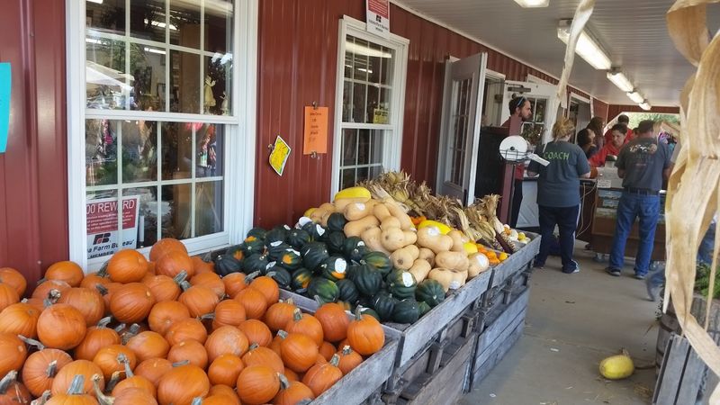 Hayrides and a Corn Maze That Kids Absolutely Love