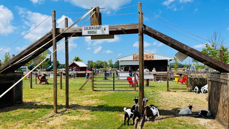 Farm Animals and Goat Feeding That Kids Absolutely Love