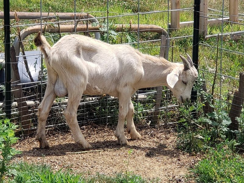 Farm Animals and the Full Outdoor Experience