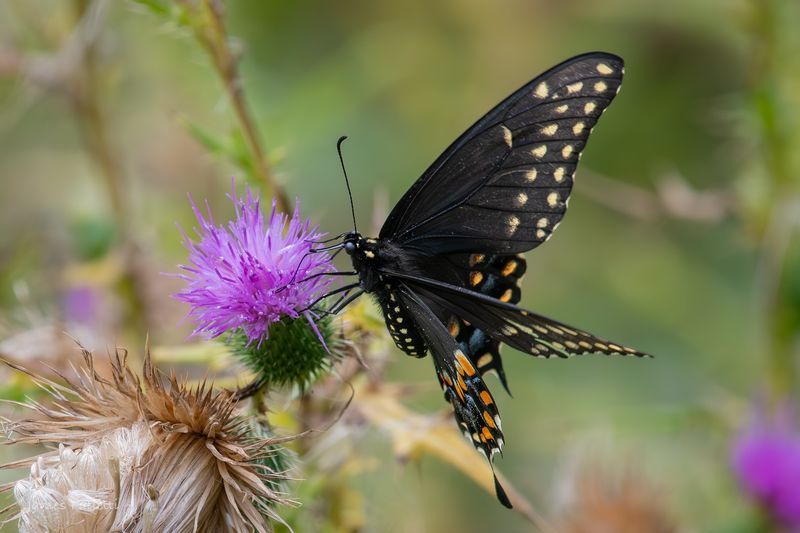 Wildlife Sightings That Turn a Walk Into an Adventure