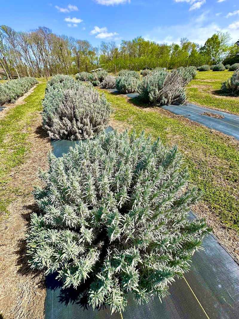 The Farm's History Gives It Real Roots and Meaning