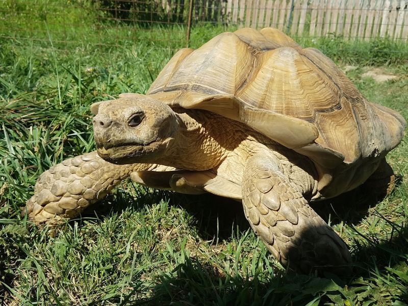 Volunteer and Internship Opportunities for Animal Enthusiasts