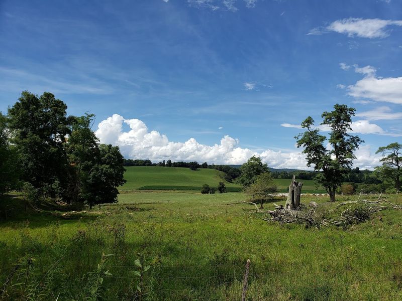 Wildlife That Roams Freely